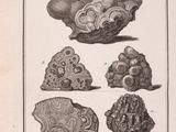 an old book with a bunch of different shells on it