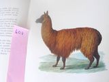 une photo d'un livre sur lequel figure l'image d'un lama