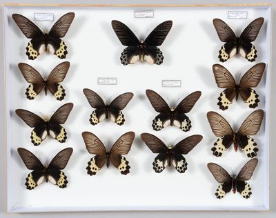 de nombreux papillons dans un cadre blanc