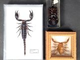 a picture of a scorpion and a bug in a picture frame
