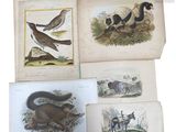 Plusieurs oiseaux et autres animaux sont représentés dans un livre