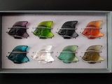 une photo d'une photo d'une boîte contenant des poissons en verre