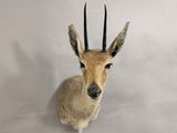 une petite antilope assise sur le mur