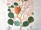drawing of a tree with a heart shaped leaf and a man walking in the distance