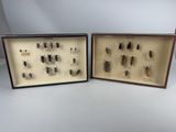 two framed specimens of various insects in a wooden frame