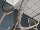 a close up of a deer ' s antlers in a building