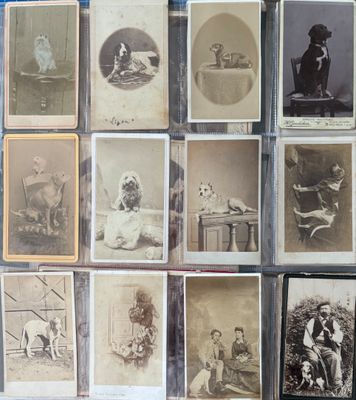 Plusieurs vieilles photos de chiens et de chats sont exposées sur une table