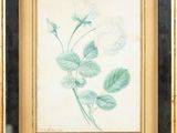 tableau représentant une plante avec des feuilles et des fleurs, dans un cadre doré