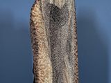 an animal print jacket on a mannequin mannequin mannequin mannequin mannequin mannequin mannequin mannequin manne