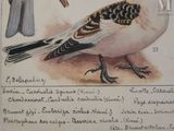 a drawing of a bird and a bird on a piece of paper