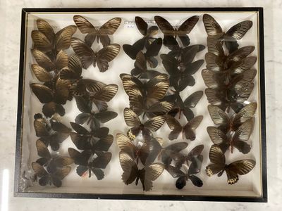 a lot of butterflies that are on display in a glass case