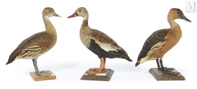trois canards sont posés sur des socles en bois, sur une surface blanche