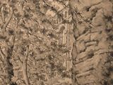 dessin représentant une route dans les bois, bordée d'arbres de chaque côté