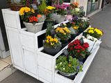 many different types of flowers in the planters on the sidewalk