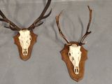 two deer heads mounted on a wall with antlers on them