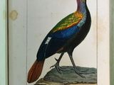 une image représentant un oiseau posé sur un livre
