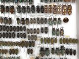a lot of bugs that are hanging on the wall