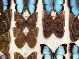 a lot of butterflies that are on display in a box