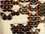 a lot of butterflies that are hanging on the wall