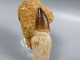 an image of a fossil tooth with a large tooth sticking out of it ' s mouth