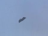 a picture of a plane flying in the sky