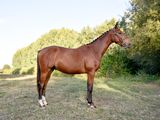 a brown horse standing in a field with trees in the background