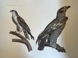 deux oiseaux assis sur une branche d'arbre