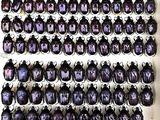 purple beetles are arranged in a white box on a table