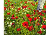 a painting of an astronaut walking through a field of poppies