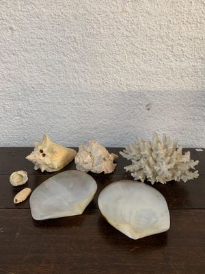 trois coquillages et une coquille posés sur une table en bois