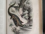 an old book with a picture of a crocodile on it