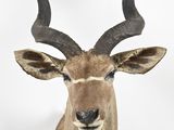 a large antelope with large horns on a white background