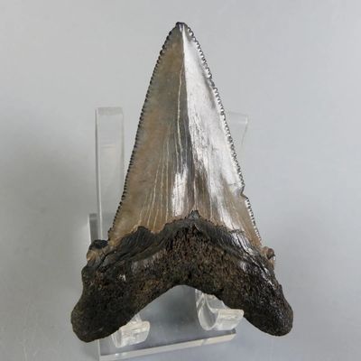a shark tooth that is on display on a clear stand