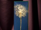 a close up of a dandelion on a blue background