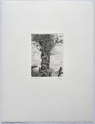 une photo en noir et blanc d'un arbre dans un champ