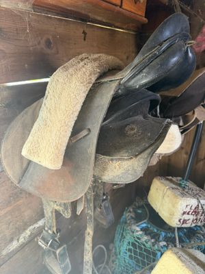 une selle de cheval sur laquelle est perché un oiseau