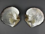 deux huîtres à la coquille blanche posées sur une surface grise