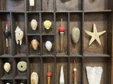 a display of shells and other items in a wooden box