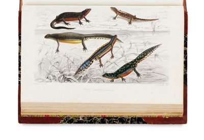 a picture of a book with a picture of lizards