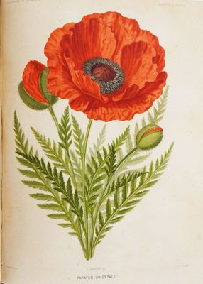 un vieux livre sur lequel est dessiné une fleur rouge