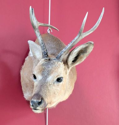 a deer head mounted on the wall of a room