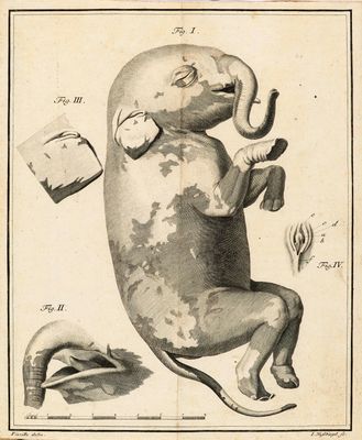 dessin représentant un éléphant assis sur ses pattes arrière, de dos par rapport à la caméra