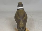 a bird that is standing on the ground with its head down