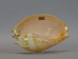 a shell shaped object on a stand on a gray surface