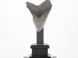 sculpture of a shark ' s tooth on a wooden stand