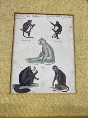 [DESSIN - HISTOIRE NATURELLE] Études de singes. École de la …