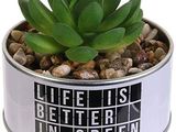 a small plant in a tin with rocks in it