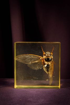 an insect in a glass box sitting on a purple surface