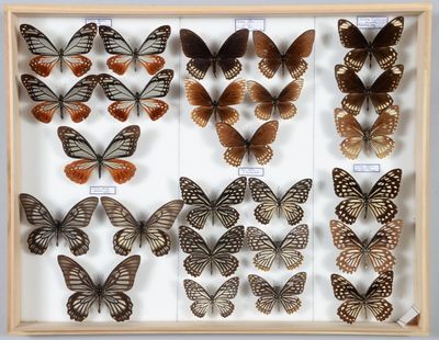 de nombreux types de papillons exposés dans un cadre en bois