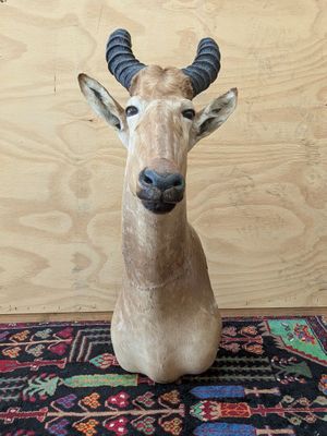 une tête de cerf posée sur un tapis, avec un mur en bois en arrière-plan